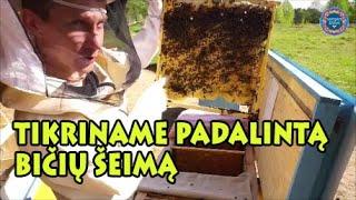 Tikriname padalintą bičių šeimą