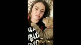 See the Best Cute Cats Compilation Videos 1 Your Pets Kingdom