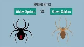 Spider Bites: Black Widow vs. Brown Recluse