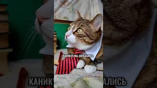 УРА! КАНИКУЛЫ! ЧАСТУШКИ ОТ КОТЯМБИКА #котики #юмор #школа