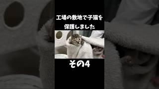 工場の敷地で子猫と母猫を一緒に保護しました【その4】