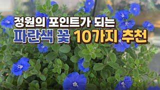 정원의 포인트가 되는 파란색 꽃 10가지 추천