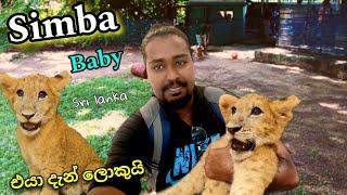 Simba Baby Lion Srilanka | Shehan TAF