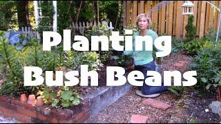 Planting Bush Beans