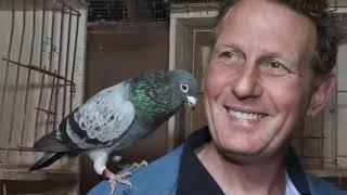 Benny Steveninck racing pigeon : The Master of Racing Pigeons & His Legendary Pigeon 'Chipo