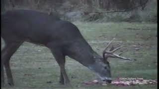 Deer Open Preparation - Legal Things to think About Deer Hunting 2003-11-13