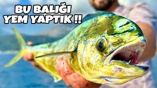 Antalya’da Canlı Lambuka İle Dev Orkinos Yakaladık !!