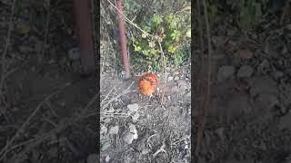 Курица без головы