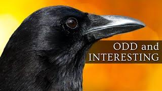 10 Odd and Interesting Facts About Crows and Ravens (North America)