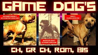 PITBULL DOG - GAMEDOG - CH, GR CH, ROM ️