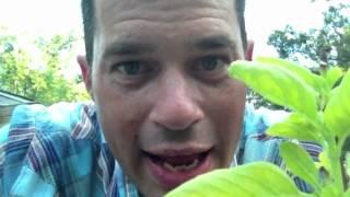 Jon Stern DIY Chopped Amateurs Audition