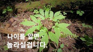 야생삼과 산양삼 구분이 될까요? 산삼협회는 이영상을 싫어하는 할겁니다.