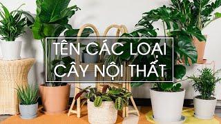 Tên các loại cây nội thất - Riêng một góc vườn