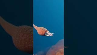 Growth Stages of Ascoceras  #paleoart #3danimation #paleontology #nautiloid