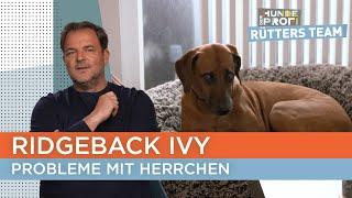 Stefan und Ivy haben keinen richtigen Draht zueinander  | Der Hundeprofi - Rütters Team