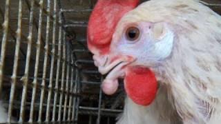 Cal-Maine Egg-Laying Hens Suffering