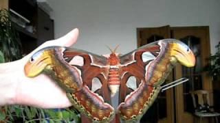 Attacus atlas female