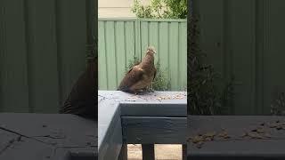 A brown cuckoo-dove enjoying some seeds. #birdsofaustralia #birdlifeaustralia #birds #australia