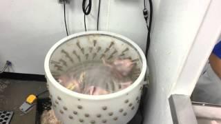 Featherman Equipment - Featherman Turkey Plucker at Cobb Creek Farm