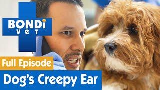  There's A Spider In This Dog's Ear! | FULL EPISODE | E6 | Bondi Vet