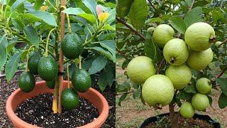 Grow Avocado And Guava Trees FASTER with These PRO Techniques! #live