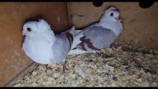 RADOM Gołębie pigeons targ Andrzej W. 5.10.2024 cz.2/3 Gołębie jasne i wyszwance Andrzeja Radom