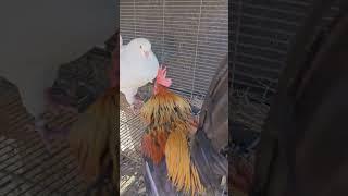 king pigeon versus bantam chicken #bantam #rooster #kingpigeon #youtubeshorts