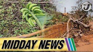 Imminent Shortage of Bananas and Plantains | Weak Exam Results Worrying