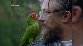 Documentary on San Francisco man's relationship with flock of wild parrots returns to theaters