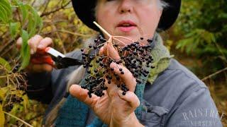 The Best Way to Harvest Elderberries!