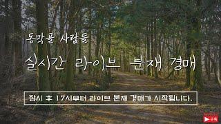 [동막골사람들] 2024.12.29 동막골분재원 라이브 경매