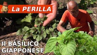 Perilla Frutescens: Coltivazione e Proprietà del Basilico Giapponese