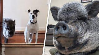 Rescue pig grows to 330 pounds. And he insists on living inside.