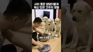 "진짜 너무하네!.." 견주가 고기를 가져가자 댕댕이들 반응