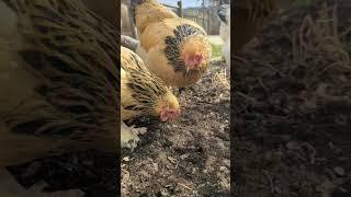 Barnette's Chicken Sanctuary - Adopting Chickens in Need