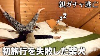 迷子犬に遭遇！！初めての旅行にテンション100%の柴犬こまちゃん。【和風総分家】