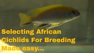 How to select suitable Cichlids for your next African Cichlid breeding colony -  Perth Cichlids Way.