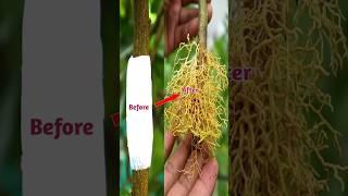 Grafting  Lemon tree at home, #viral #gardening #trending #youtubeshorts #ytshorts #balcony