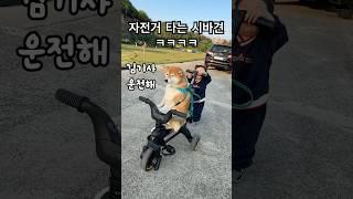 아기 자전거 뺏어타는 시바견 ㅋㅋㅋ #shibainu