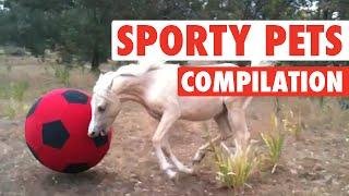 Sports Fan Pets || Biggest Pet Sports Fans (Funny Compilation)