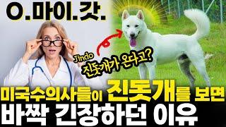 A Veterinarian reacts to Jindo : Why do vets freak out when they hear Korean Jindo Dog is coming?