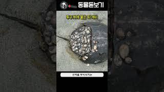 바다 동물들이 따개비를 꼭 제거해야 하는 이유