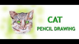 HOW TO DRAW CAT  PENCIL DRAWING