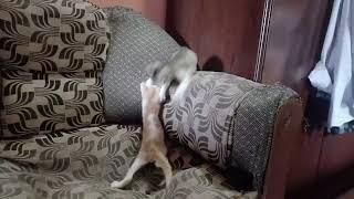 k h TV news National Judo cats funny video philistin Israel