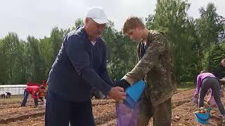 president of Belarus gathers potatoes