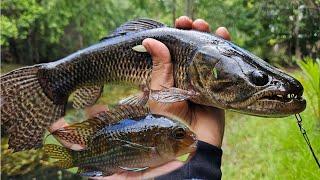 Jungle creek and swamp fishing - Suriname