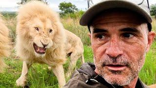 Why is this LION Aggressive? | The Lion Whisperer