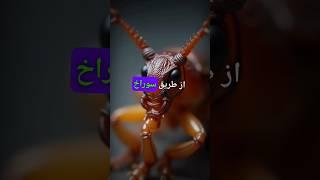 #shorts قابلیت جالب سوسک‌ها🪳 #دانستنی #فکت