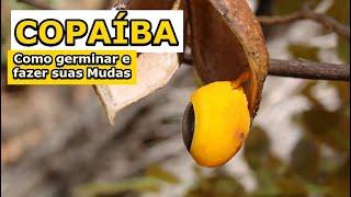 Como Plantar e Fazer Mudas de Copaíba | Germinando suas sementes de forma simples e fácil !!!