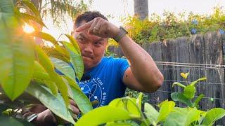 Growing Tropical "Apples" in California's Central Valley